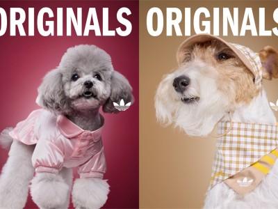 adidas Originals SS2026 pet wear collection 阿迪达斯三叶草2026春夏季宠物服饰系列 (2)_副本